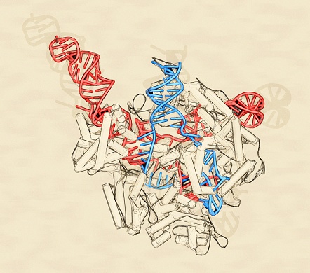 CRISPR-CAS9 gene editing complex